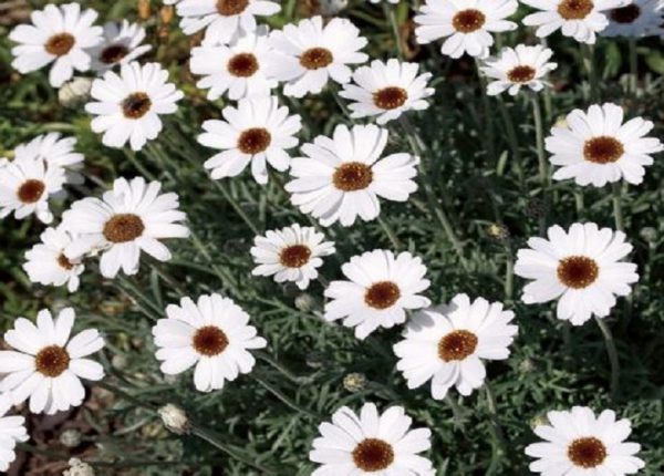 Leucanthemum 'African Eyes' Perennial Alpine XXL Supersize Plug Plants Pack x3