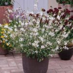 Gaura Lindheimeri 'Sparkle White' Perennial Garden (LARGE) Pack x6 Plug Plants