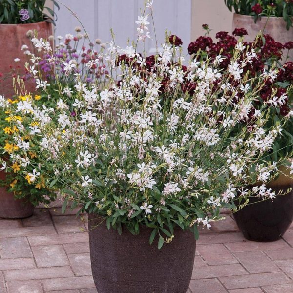 Gaura Lindheimeri 'Sparkle White' Perennial Garden (LARGE) Pack x6 Plug Plants