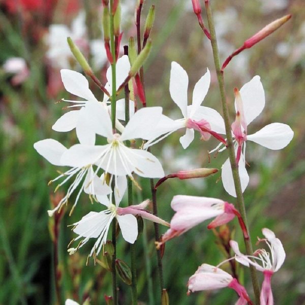 Gaura Lindheimeri 'Sparkle White' Perennial Garden (LARGE) Pack x6 Plug Plants