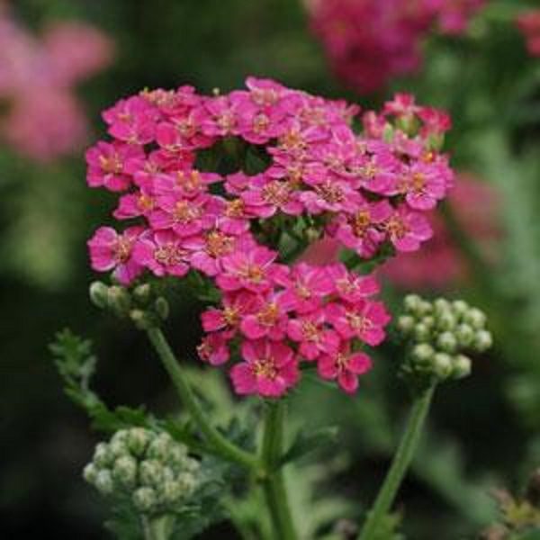 Achillea Millefolium 'New Vintage Rose' Perennial XXL Supersize Plug Plants Pack x3