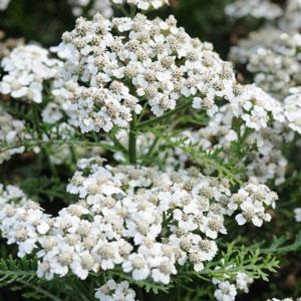 Achillea Millefolium 'New Vintage White' Perennial XXL Supersize Plug Plants Pack x3