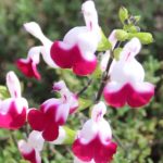 Salvia 'Cherry Lips' Perennial Garden Plug Plants Pack x6