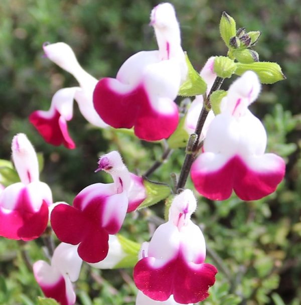 Salvia 'Cherry Lips' Perennial Garden Plug Plants Pack x6