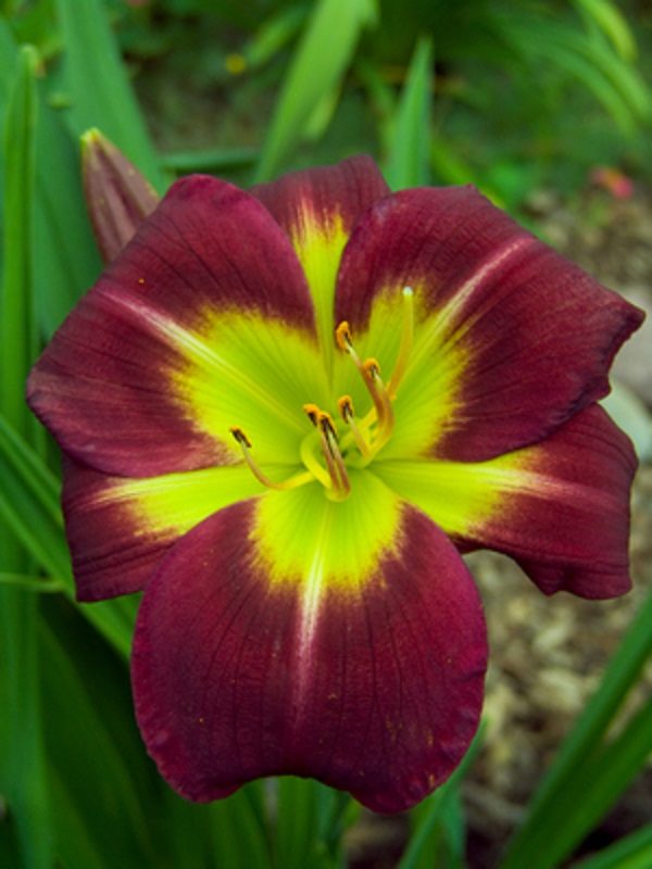 Hemerocallis (Day Lily) 'Night Beacon' Quality Bulb/Tuber Pack x1