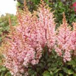 Astilbe 'Look At Me' Perennial Pack x1 Bare Root / Bulbs/ Tubers