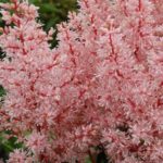 Astilbe 'Look At Me' Perennial Pack x1 Bare Root / Bulbs/ Tubers