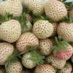 Strawberry/Pineberry Belmona® 'Snow' Vegetable/Fruit LARGE SIZE Plug Plants Pack x6