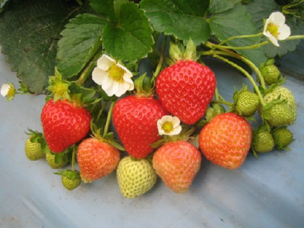 Strawberry Belmona® 'Summer' Vegetable/Fruit LARGE SIZE Plug Plants Pack x6