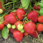 Strawberry Belmona® 'Giant' Vegetable/Fruit LARGE SIZE Plug Plants Pack x6