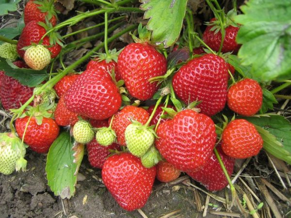 Strawberry Belmona® 'Giant' Vegetable/Fruit LARGE SIZE Plug Plants Pack x6