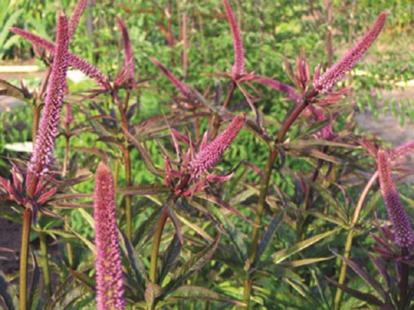 Veronica Veronicastrum 'Red Arrows' Perennial Supersized XXL Plug Plants Pack x3
