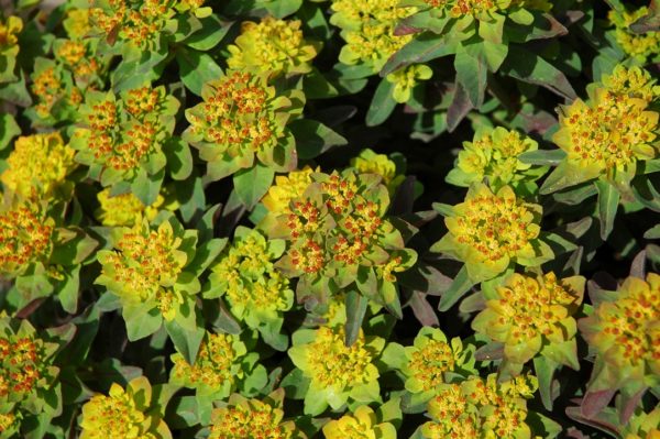 Euphorbia Polychroma 'Bonfire' Perennial XXL Supersize Plug Plants Pack x3
