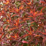Euphorbia Polychroma 'Bonfire' Perennial 9cm Pot Plants Pack x3