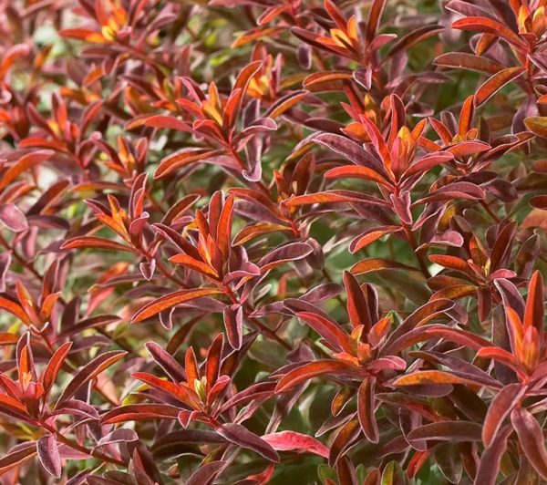 Euphorbia Polychroma 'Bonfire' Perennial XXL Supersize Plug Plants Pack x3