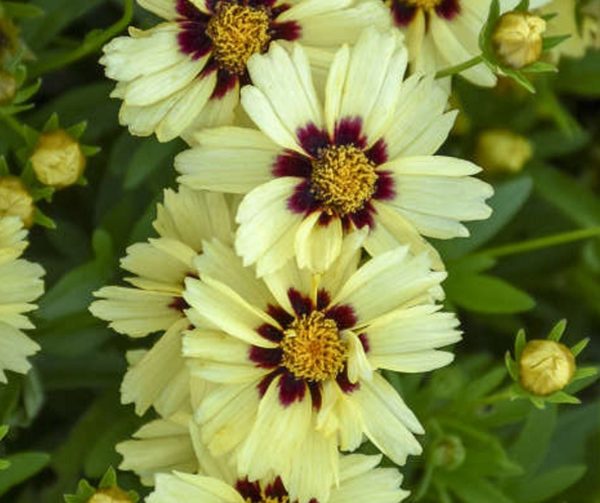 Coreopsis 'Uptick Cream & Red' Perennial XXL Supersize Plug Plants Pack x3