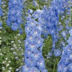 Delphinium Aurora F1 Light Blue Perennial LARGE Plug Plants Pack x6