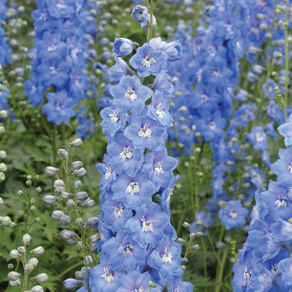Delphinium Aurora F1 Light Blue Perennial LARGE Plug Plants Pack x6