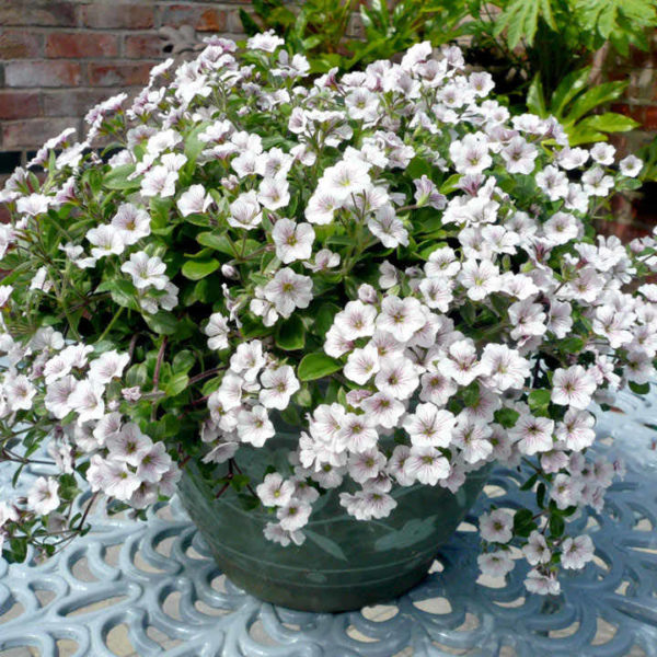 Gypsophila Cerastioides 'Pretty Maid' LARGE Perennial Plug Plants Pack x6