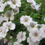 Gypsophila Cerastioides 'Pretty Maid' LARGE Perennial Plug Plants Pack x6