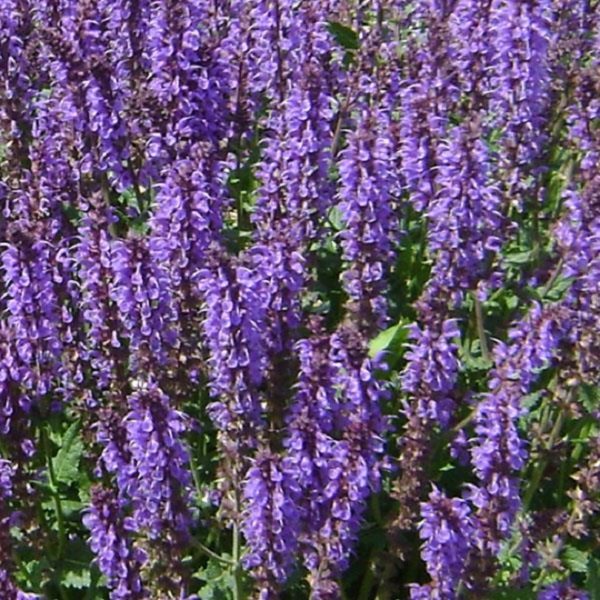 Salvia Nemorosa 'Blue By You' (Large) Perennial Plug Plants Pack x6