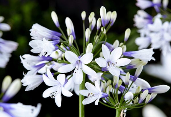 Agapanthus 'Twister' Perennial Summer Flowering XXL Supersize Plug Plants Pack x3