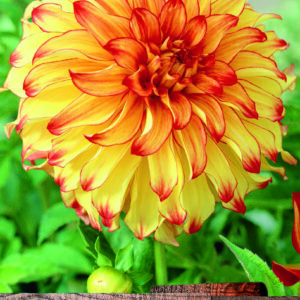 Dahlia Bulb/Tuber Dinnerplate 'Lady Darlene' Quality WPC Prins Summer Bulbs
