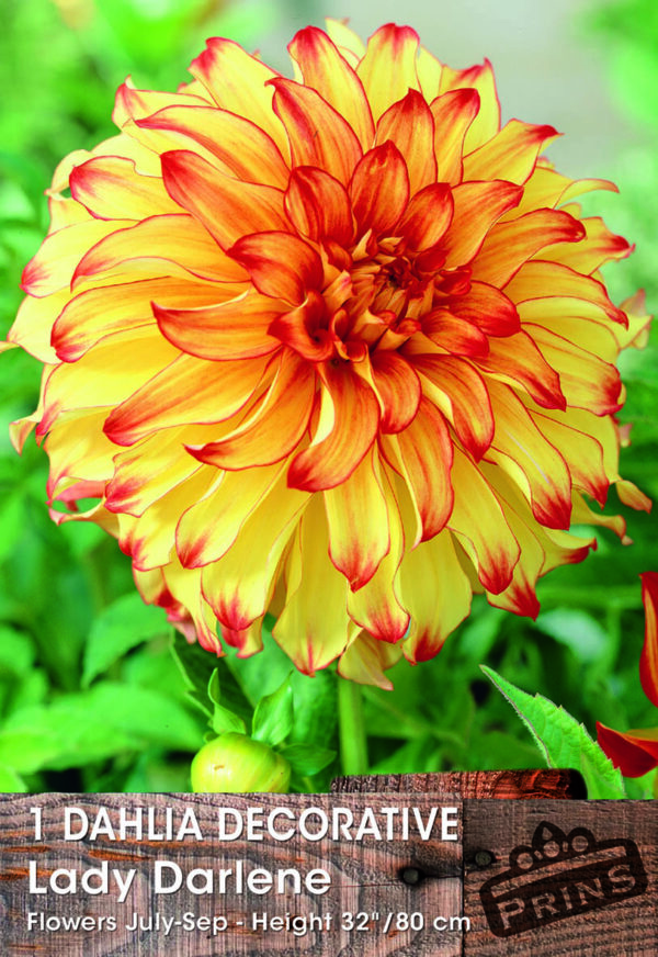 Dahlia Bulb/Tuber Dinnerplate 'Lady Darlene' Quality WPC Prins Summer Bulbs