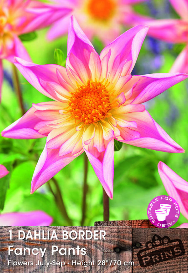 Dahlia Border 'Fancy Pants' Tuber Quality Bulbs & Tubers WPC Prins
