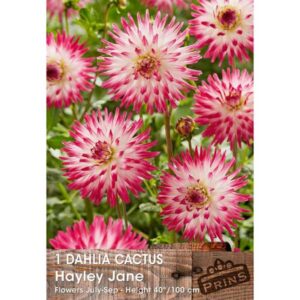 Dahlia / Tuber Cactus Type 'Hayley Jane' Quality WPC Prins Bulbs