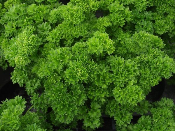 Parsley 'Grandeur Curled' Garden Herb Plug Plants Pack x6