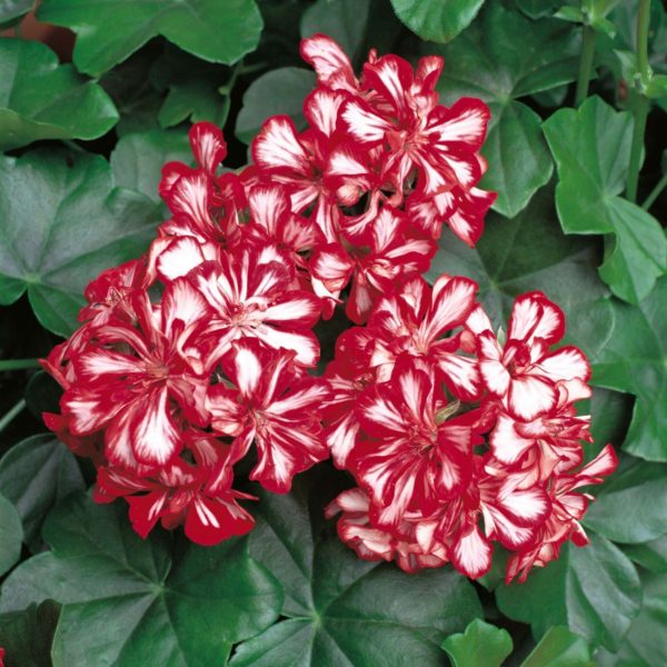 Ivy Geranium Trailing 'Mexicana' Summer Garden Plug Plants Pack x6