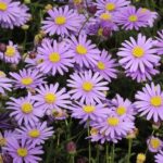 Brachyscome Trailing Royal Blue Garden Basket Plug Plants Pack x6
