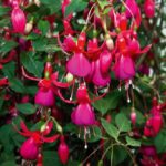 Fuchsia Hardy Climbing 'Pink Fizz' Summer Plug Plants Pack x6 NEW!