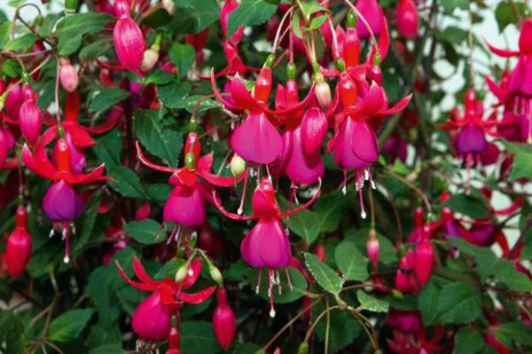 Fuchsia Hardy Climbing 'Pink Fizz' Summer Plug Plants Pack x6 NEW!