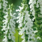Salvia Nemorosa 'Lyrical White' Perennial XXL Supersize Plug Plants Pack x3