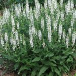 Salvia Nemorosa 'Lyrical White' Perennial XXL Supersize Plug Plants Pack x3