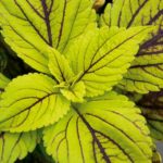 Coleus Special 'Mixed Kong Selection' Plug Plants Pack x6