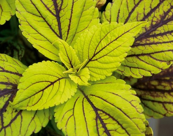 Coleus Special 'Mixed Kong Selection' Plug Plants Pack x6