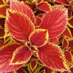 Coleus Special 'Mixed Kong Selection' Plug Plants Pack x6