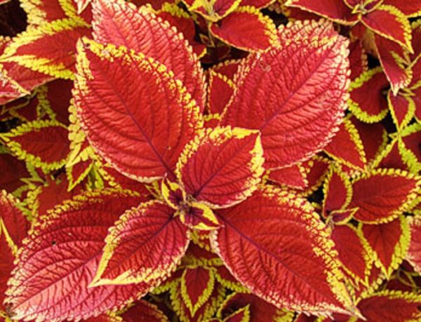 Coleus Special 'Mixed Kong Selection' Plug Plants Pack x6