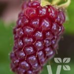 Rubus x Idaeus Tayberry 'Medana' XXL Suerpsize Plug Plants Pack x3