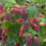 Rubus x Idaeus Tayberry 'Medana' XXL Suerpsize Plug Plants Pack x3