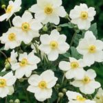 Anemone Japanese Hupehensis  Andrea Atkinson™  LARGE Plug Plants Pack x3