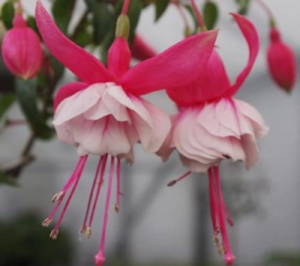 Fuchsia Semi-Trailing 'Joan Lilley' Summer Garden Plug Plants Pack x6