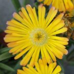 Delosperma Jewel of Desert Suntropics® 'Yellow' Perennial Plug Plants Pack x6