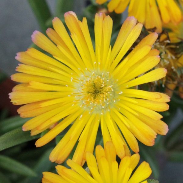 Delosperma Jewel of Desert Suntropics® 'Yellow' Perennial Plug Plants Pack x6