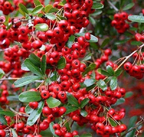 Pyracantha 'Red Victory' Perennial Garden Shrub Plug Plants Pack x6