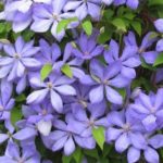 Clematis 'Mrs Cholmondeley' Climbing Shrub XXL Supersize Plug Plants Pack x3