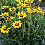 Coreopsis Grandiflora 'Sunkiss' Perennial LARGE Plug Plants Pack x6